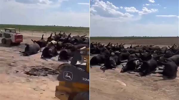 Shocking Video Shows Thousands of Dead Cattle Hit by Kansas Heatwave